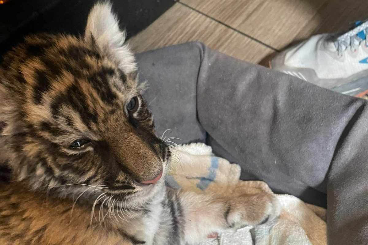 Rescatan a cachorra de tigre de Bengala en Xochimilco, CDMX