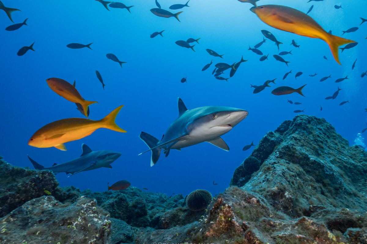 Tiburones punta plateada (Carcharhinus albimarginatus) captados en Revillagigedo.