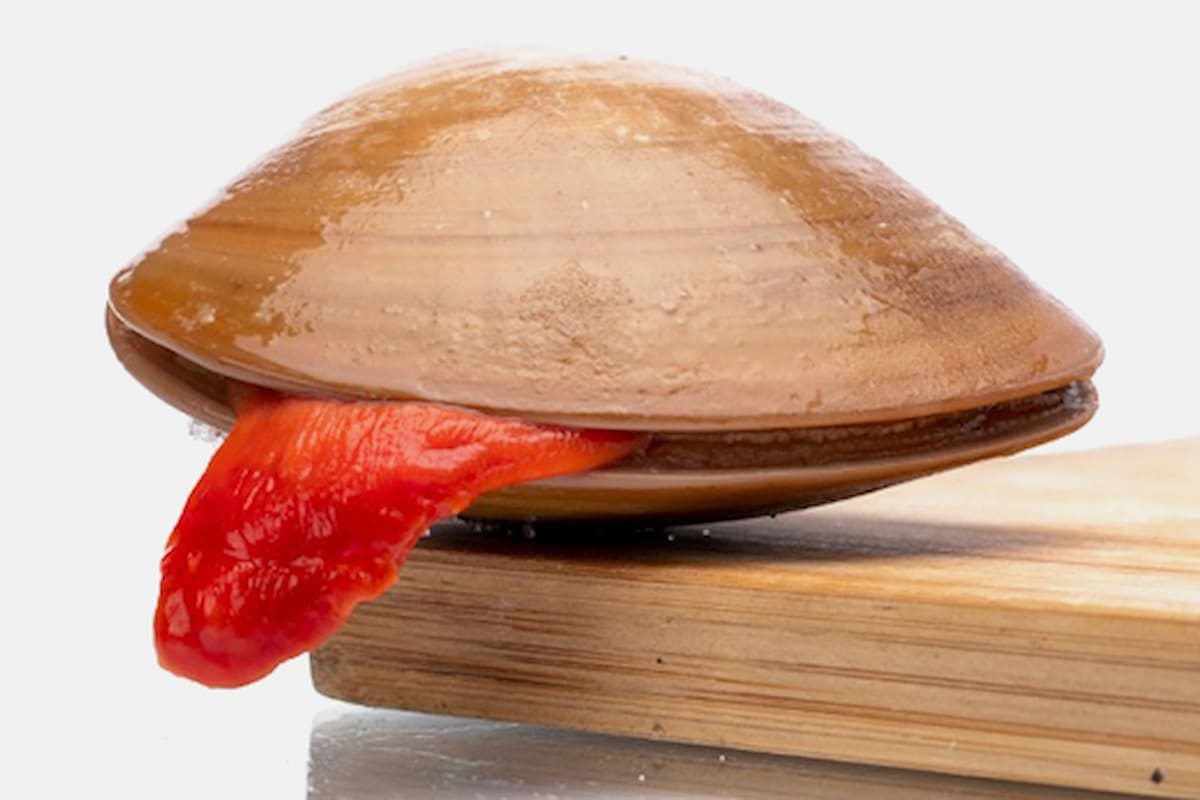 pesca sustentable almeja chocolate veda Loreto