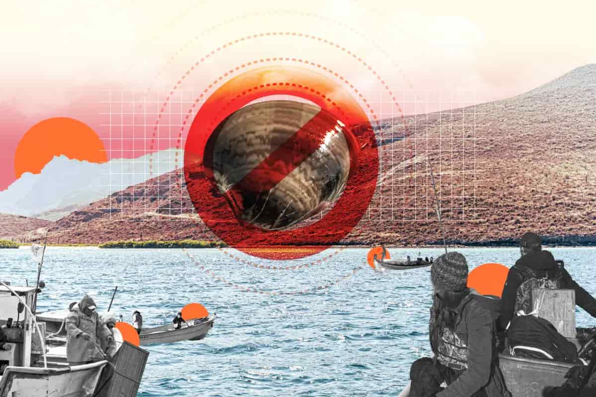 La histórica veda de la almeja chocolata en Loreto: causas, riesgos y qué está pasando en realidad