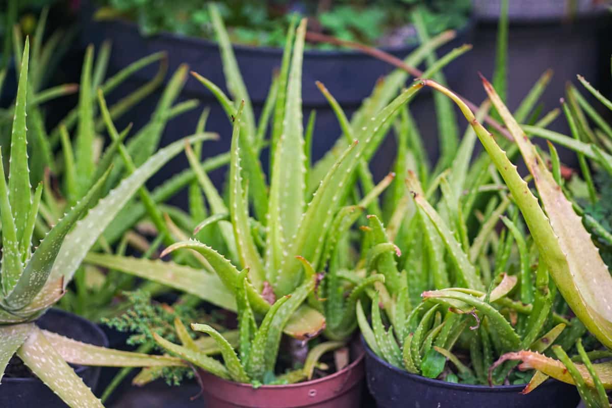 Plantas de aloe vera.