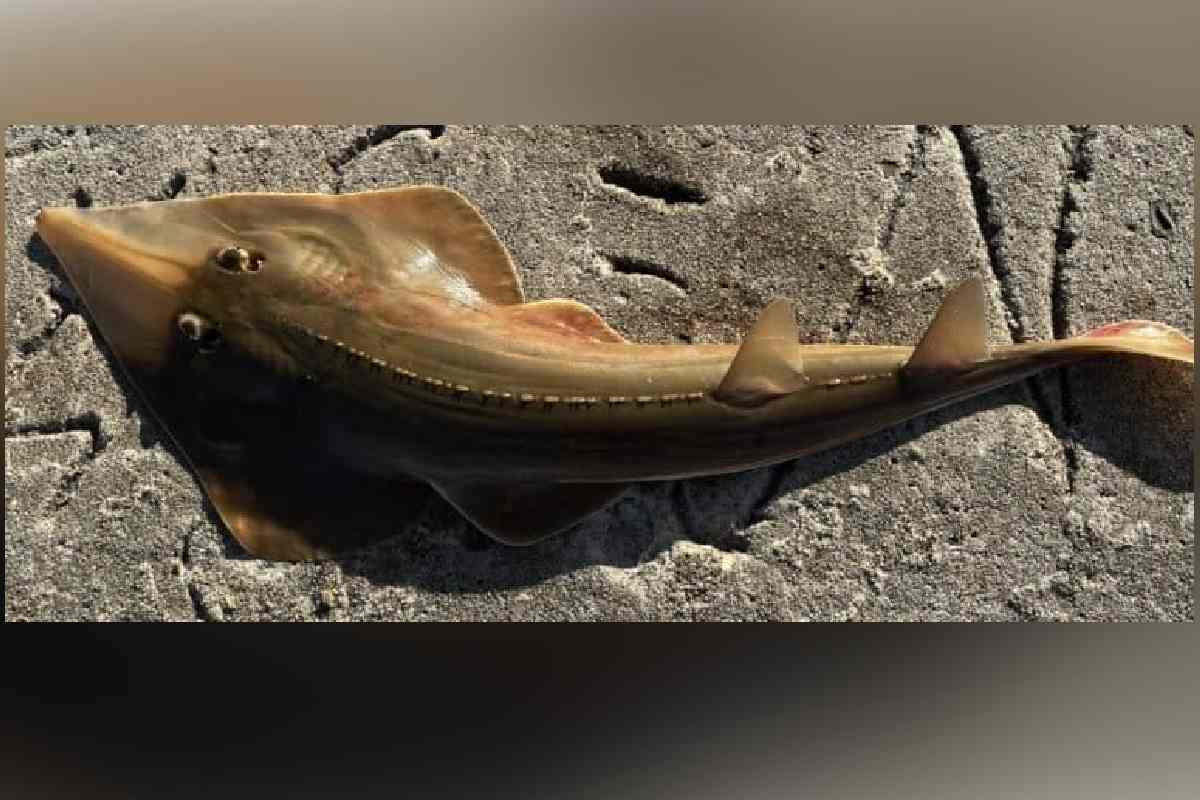 De jaguares a cardenalitos: seis historias que dan esperanza a animales en peligro de extinción