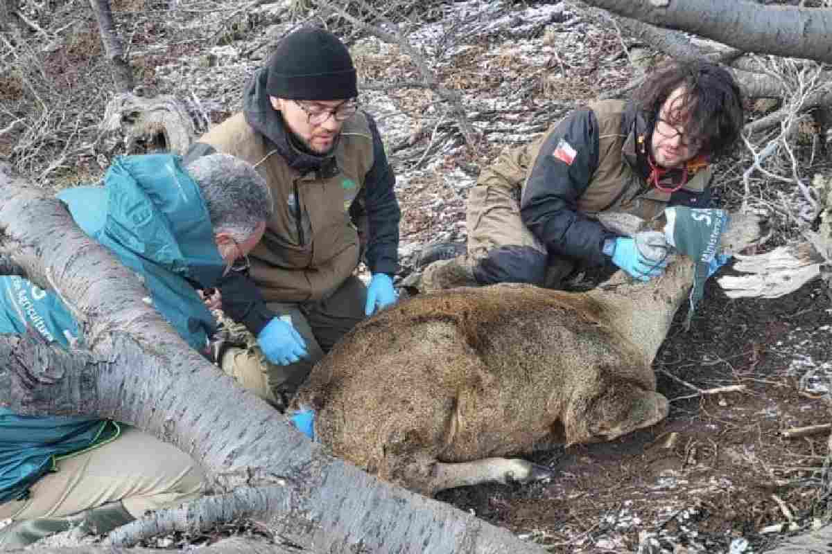 De jaguares a cardenalitos: seis historias que dan esperanza a animales en peligro de extinción