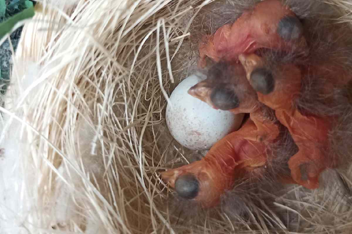 De jaguares a cardenalitos: seis historias que dan esperanza a animales en peligro de extinción