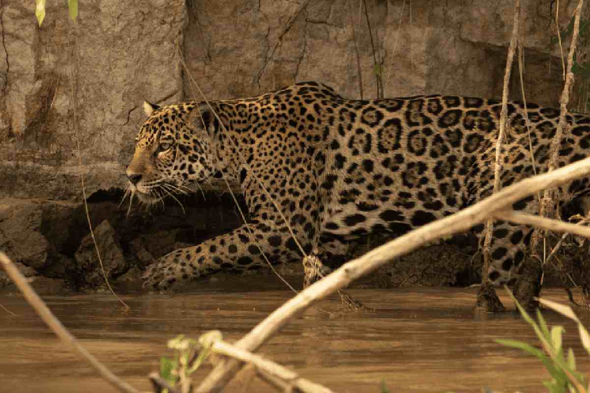 De jaguares a cardenalitos: seis historias que dan esperanza a animales en peligro de extinción