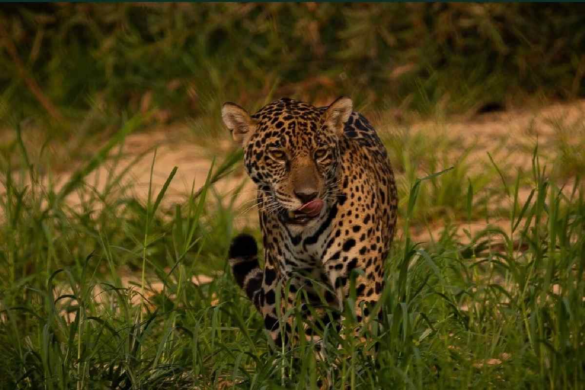 De jaguares a cardenalitos: seis historias que dan esperanza a animales en peligro de extinción