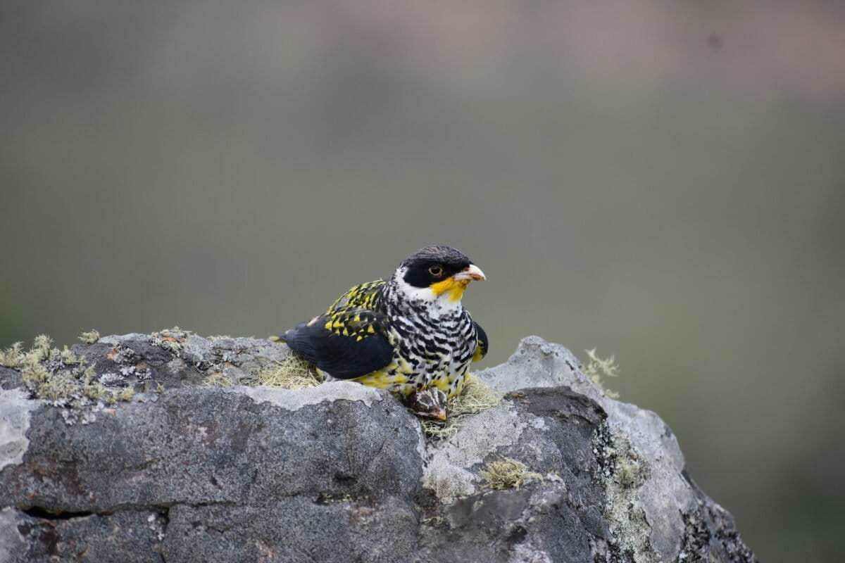 De jaguares a cardenalitos: seis historias que dan esperanza a animales en peligro de extinción