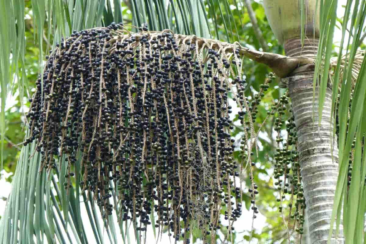 Palmera de la baya de azaí.