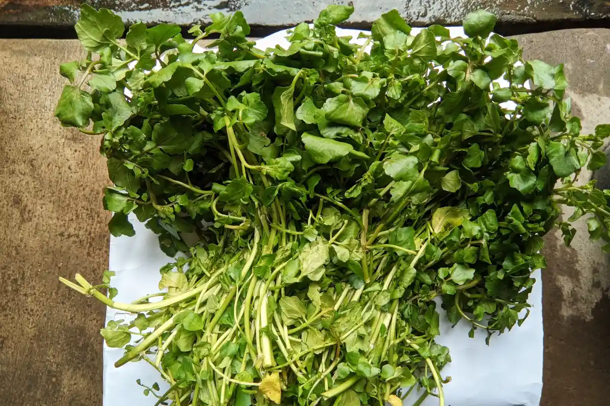 Conoce el berro, el vegetal milenario que supera a la carne en hierro