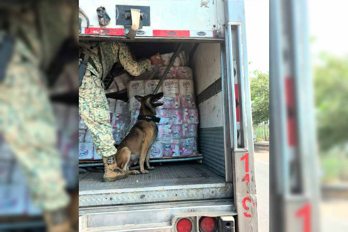 Operativo federal en Colima deja cuatro detenidos y el decomiso de 60 kilos de cocaína ocultos en un tractocamión