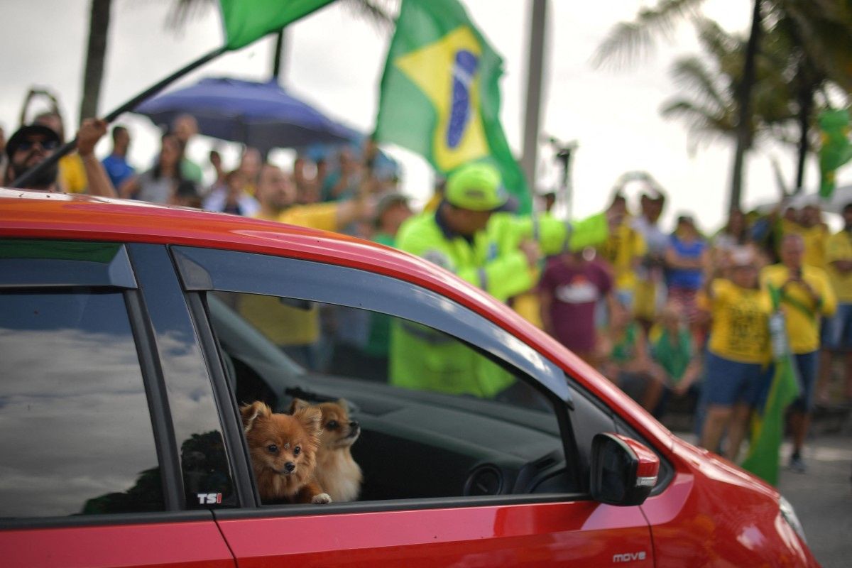 ¿Con quién se queda el perro? Brasil aprueba custodia compartida de mascotas