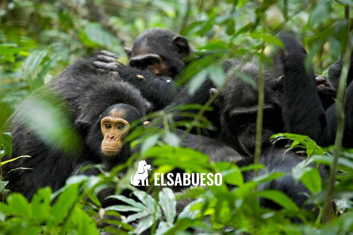 Un conflicto entre chimpancés revive una pregunta: ¿la guerra nace de la cultura o la supervivencia?