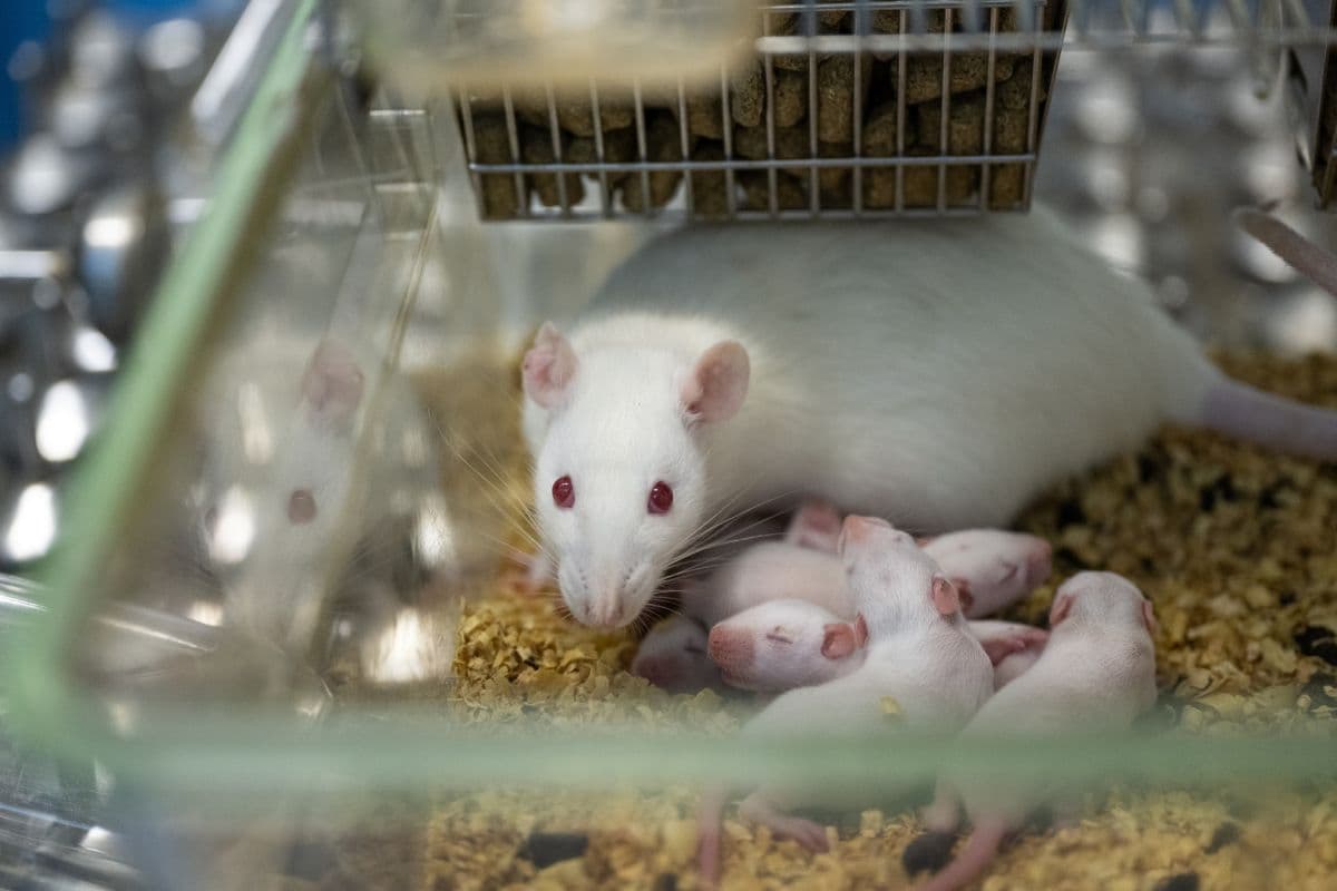 cosmetica cruelty free mexico datos