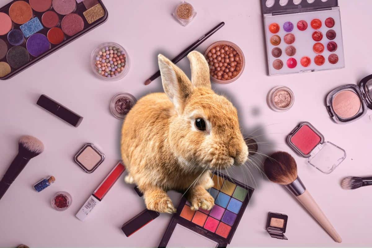 ¿Tu labial es realmente libre de crueldad animal? El consumo consciente y el limbo legal en México