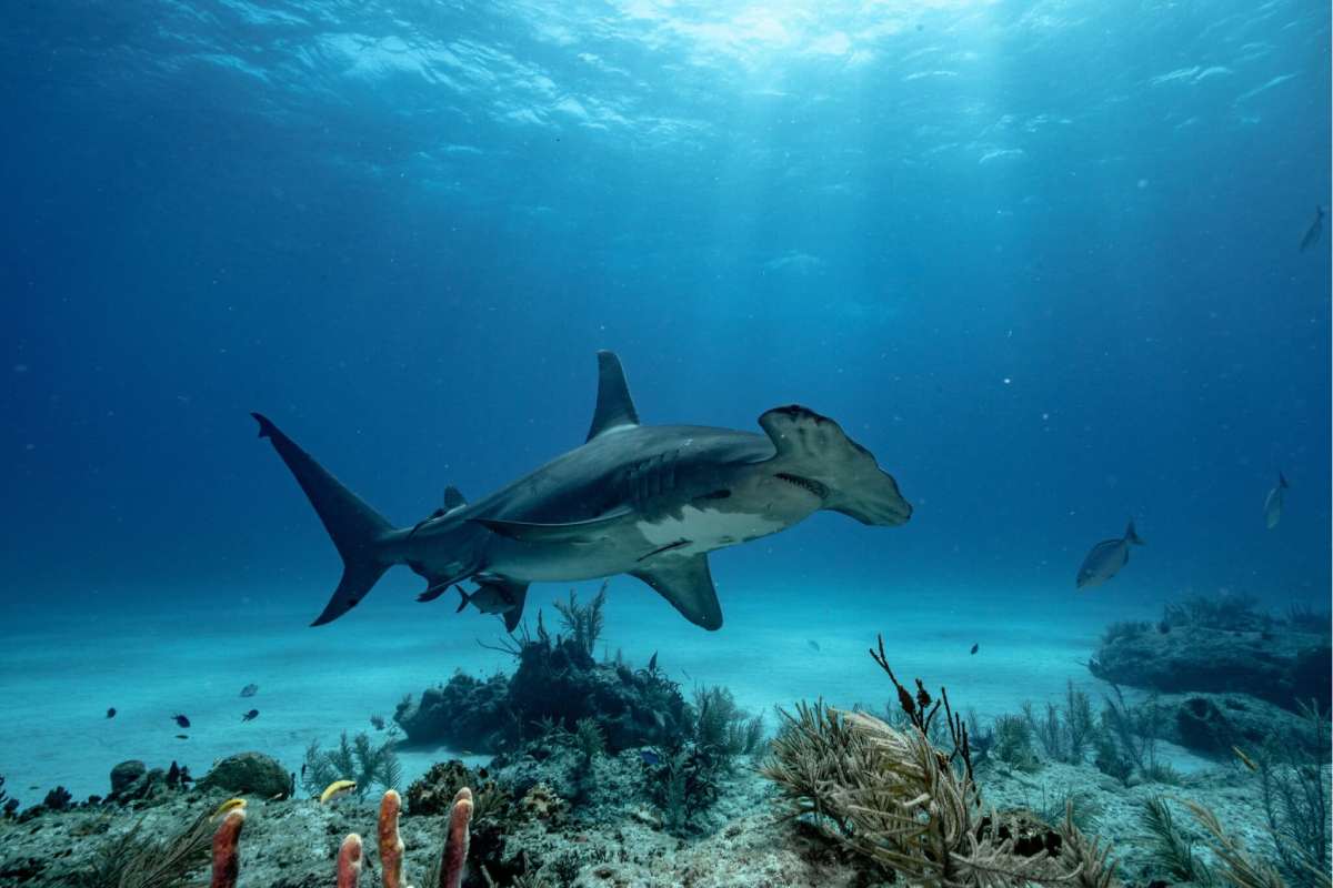 Cristina Mittermeier, pionera de la fotografía de conservación, advierte sobre el futuro de los mares mexicanos