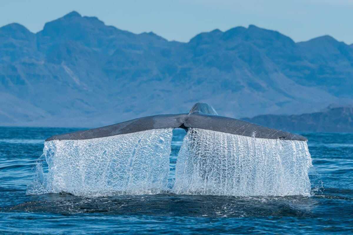 Cristina Mittermeier, fotógrafa de conservación, advierte sobre el futuro de los mares de México