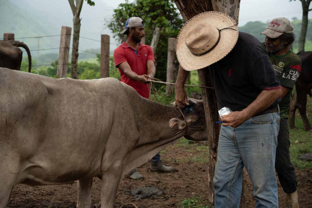 Avanza estrategia contra gusano barrenador: refuerzan investigación y acciones para detectar plaga