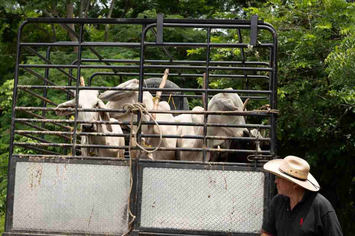 estrategia-nacional-gusano-barrenador-3
