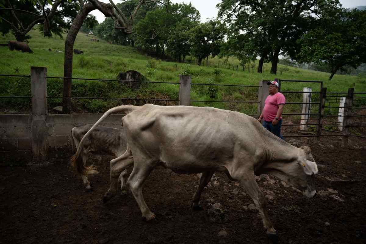 estrategia-nacional-gusano-barrenador