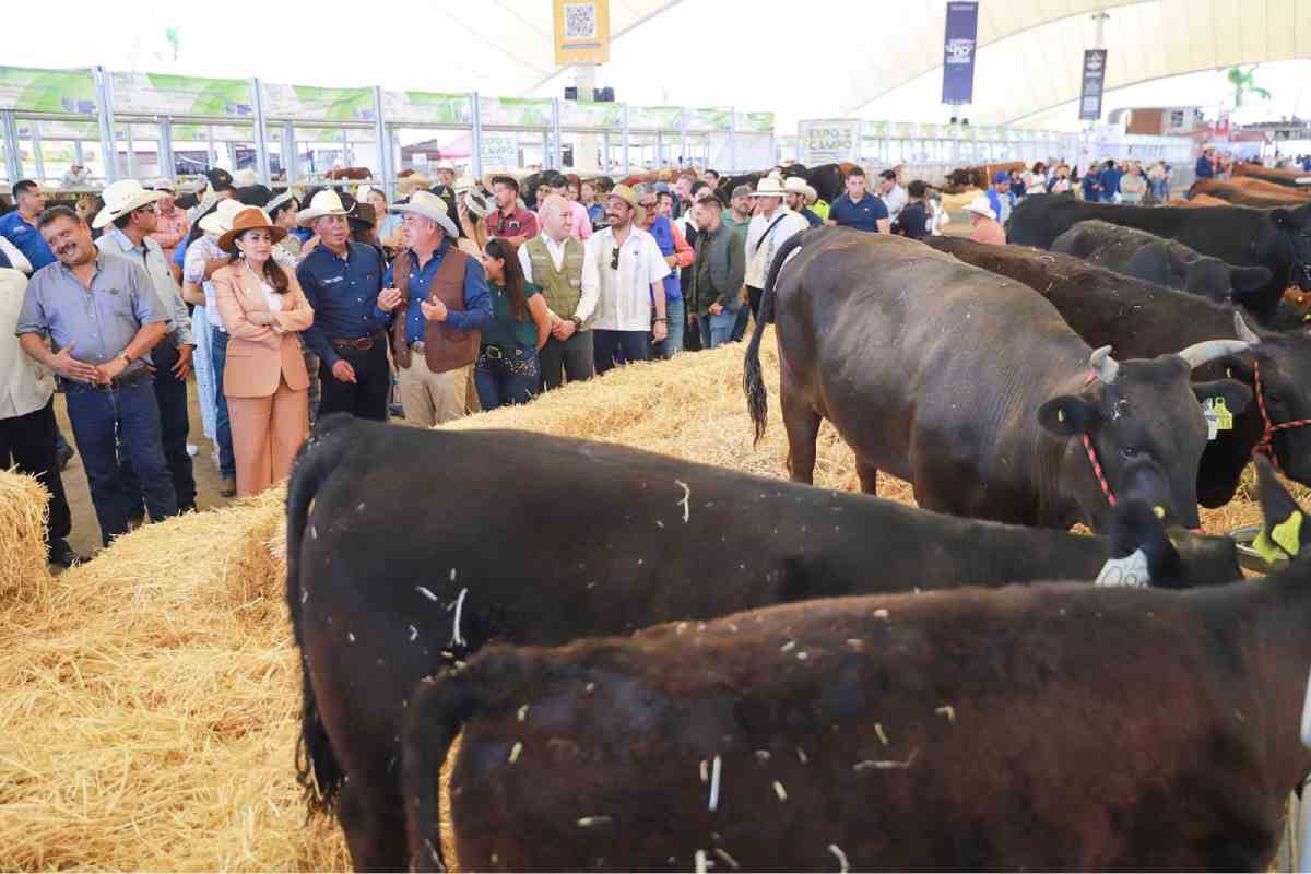 Expo Campo y marcas locales: la otra cara de la Feria de San Marcos