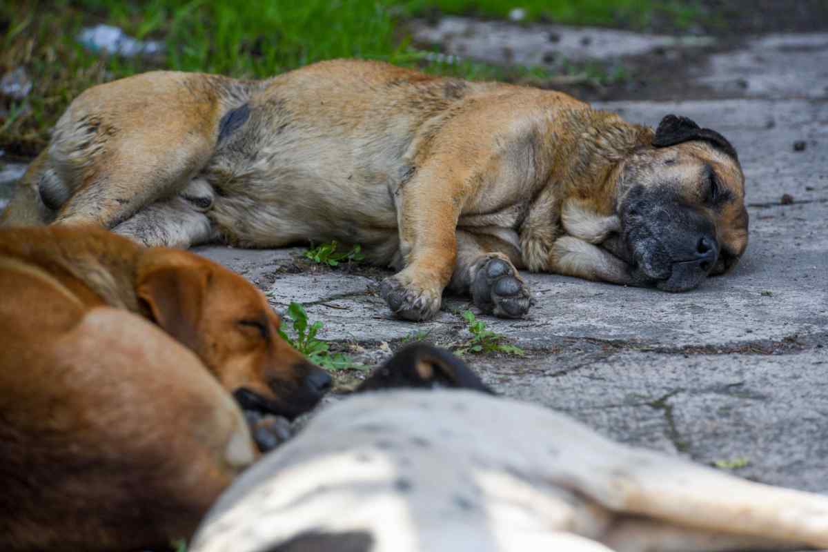 Fiscalía del Edomex investiga maltrato animal en Tecámac; habrían sacrificado a 10 mil perros