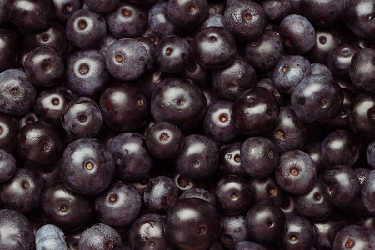 Bayas de asaí fruto del amazonas.