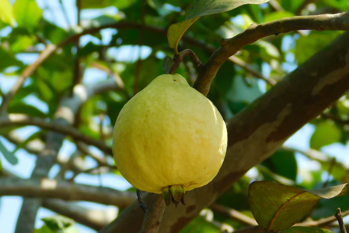 Guayaba amarilla colgando de un árbol