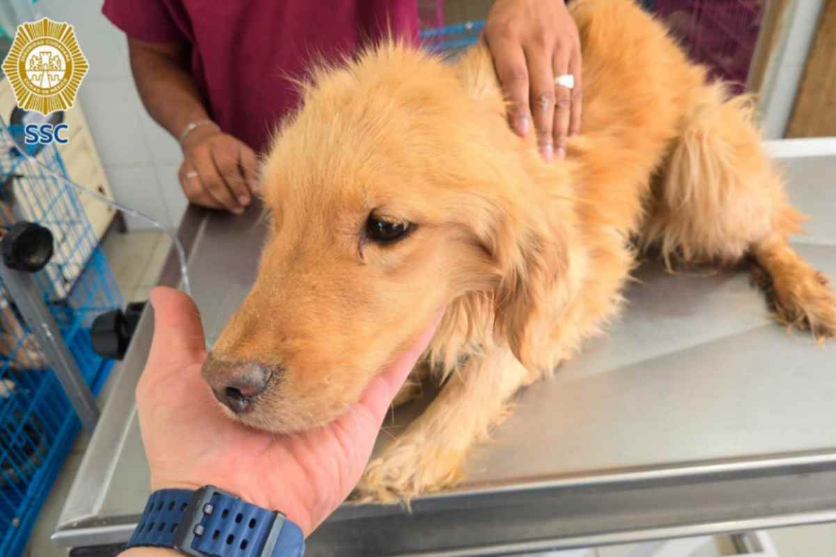 Rescatan a una perrita y hallan restos óseos de otros cinco perros en predio de Topilejo en Tlalpan