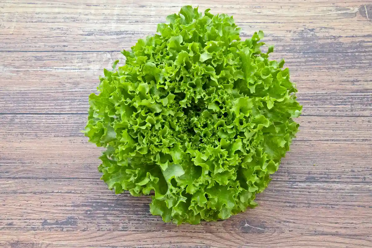 Lechuga batavia sobre una mesa de madera