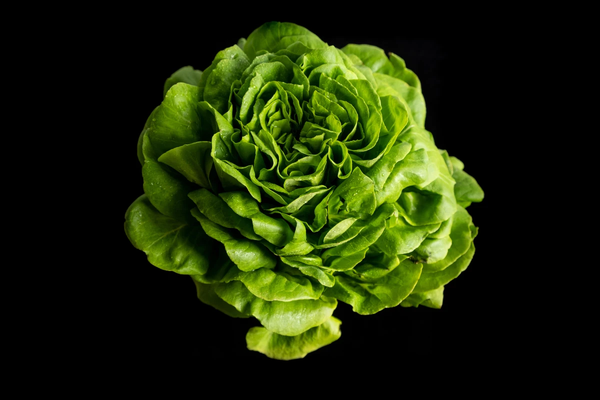 Vista superior del detalle de la lechuga trocadero sobre fondo negro