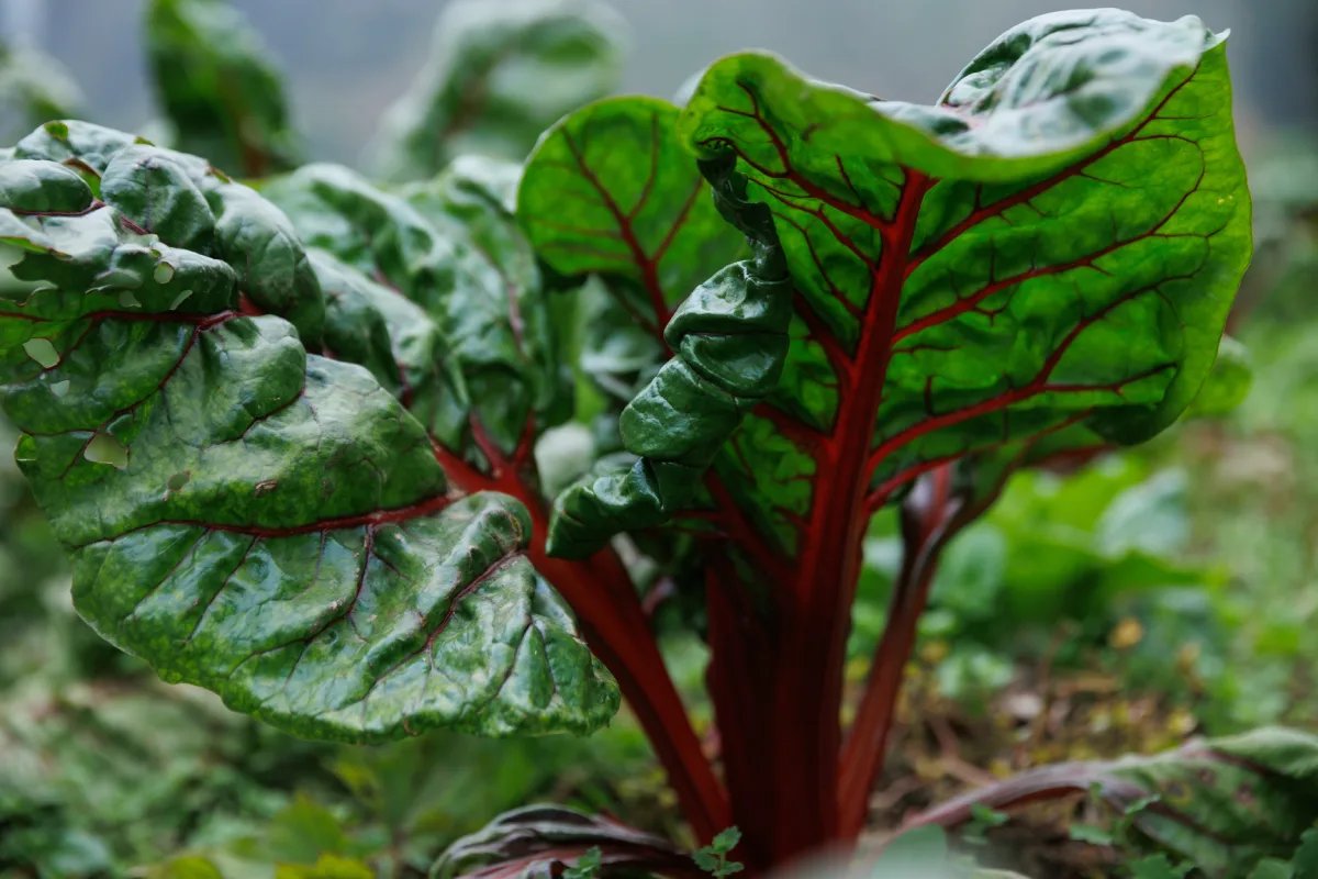 acelgas suizas cultivadas en huerto