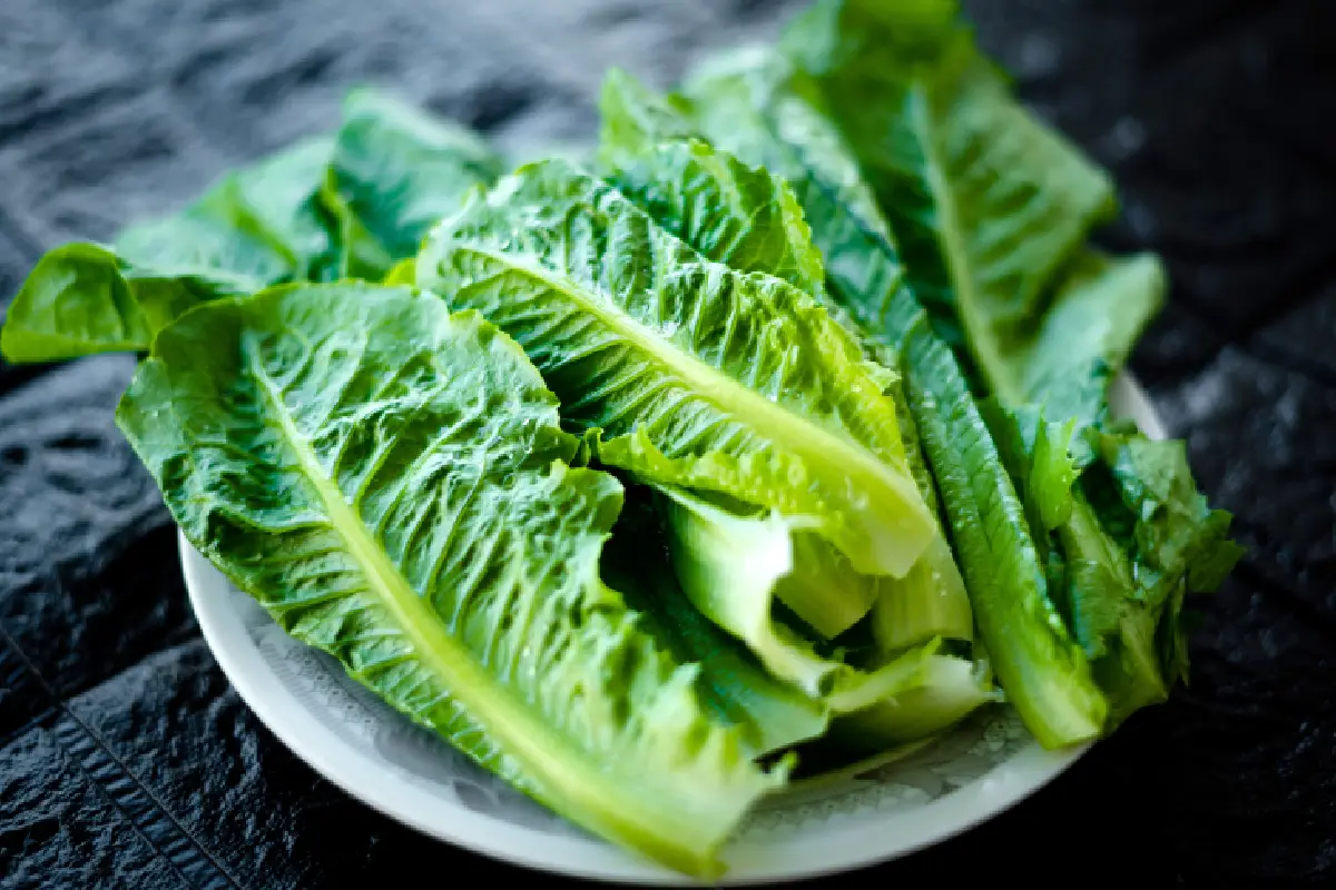 Lechuga orgánica de cos o verdura de rocaína en platillos mejores recetas de ensalada para la salud 