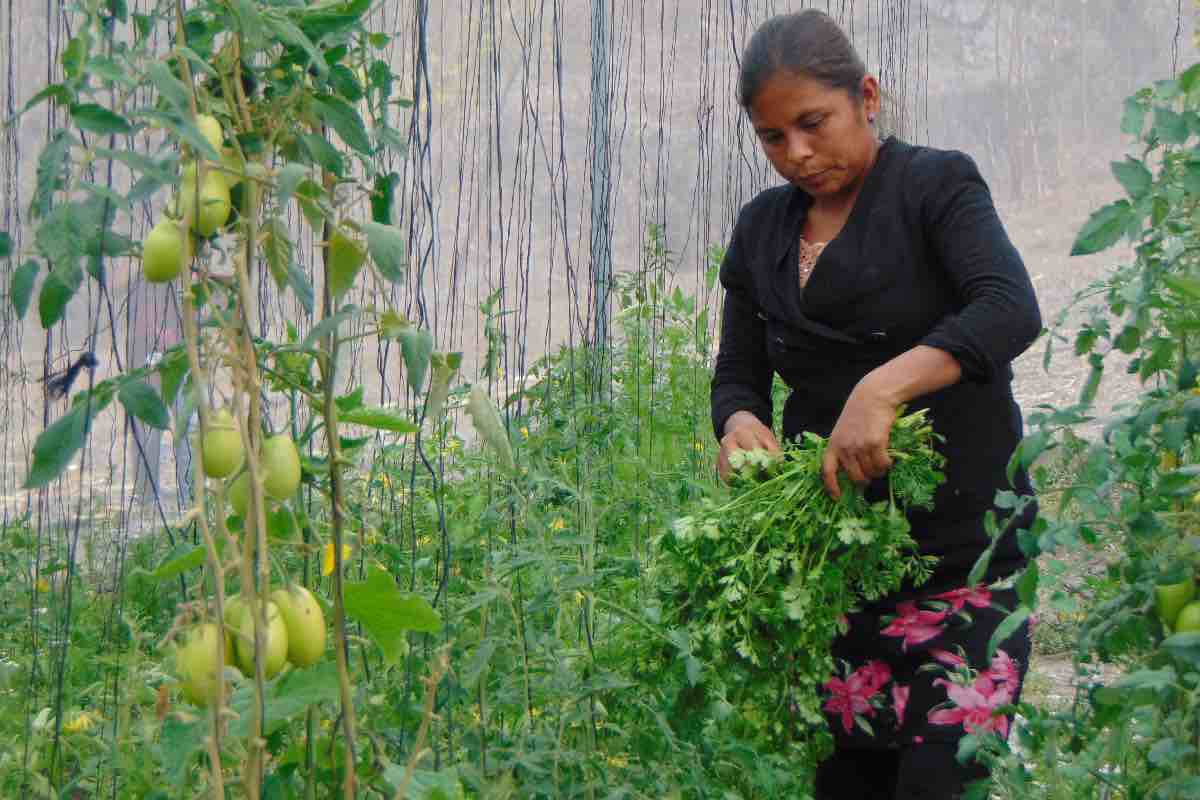 “No pedimos apoyo, exigimos nuestros derechos”: 86% de trabajadoras jornaleras, sin seguridad social