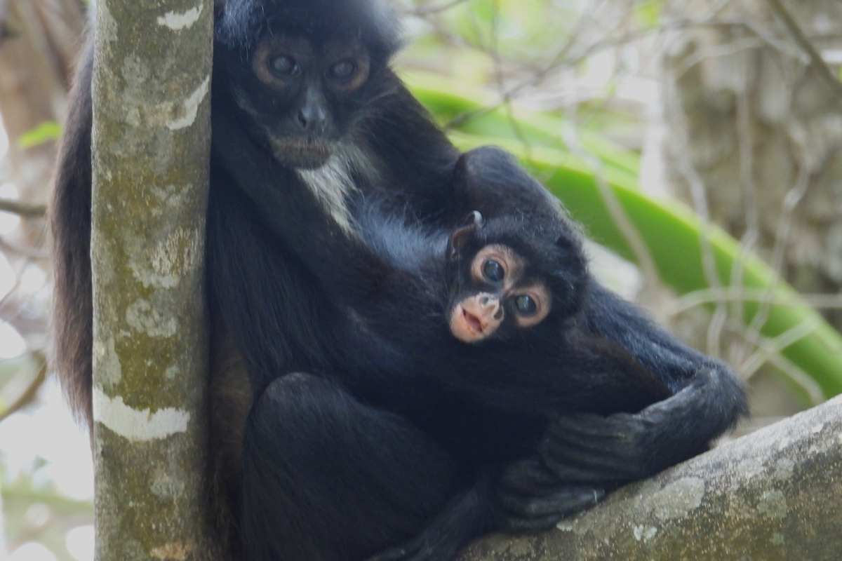 nace-tercera-cria-mono-arana-parque-canon-del-sumidero-chiapas-extinto