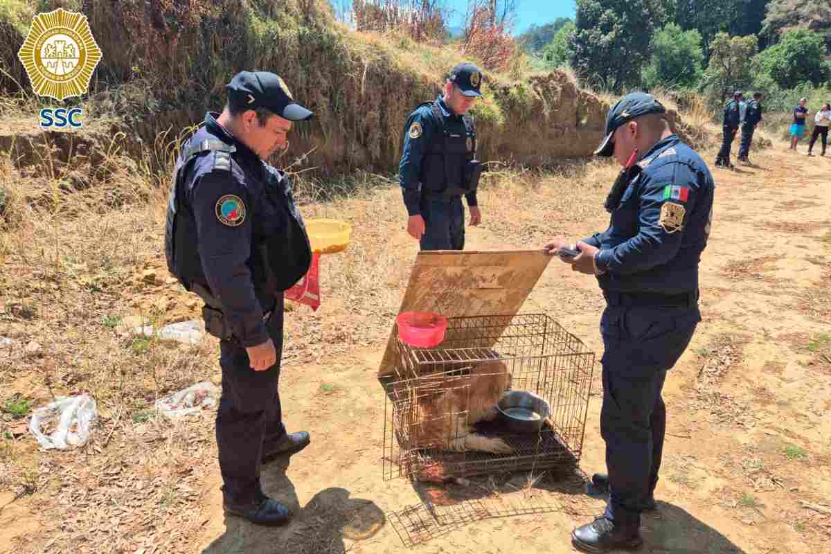 perros san miguel topilejo tlalpan