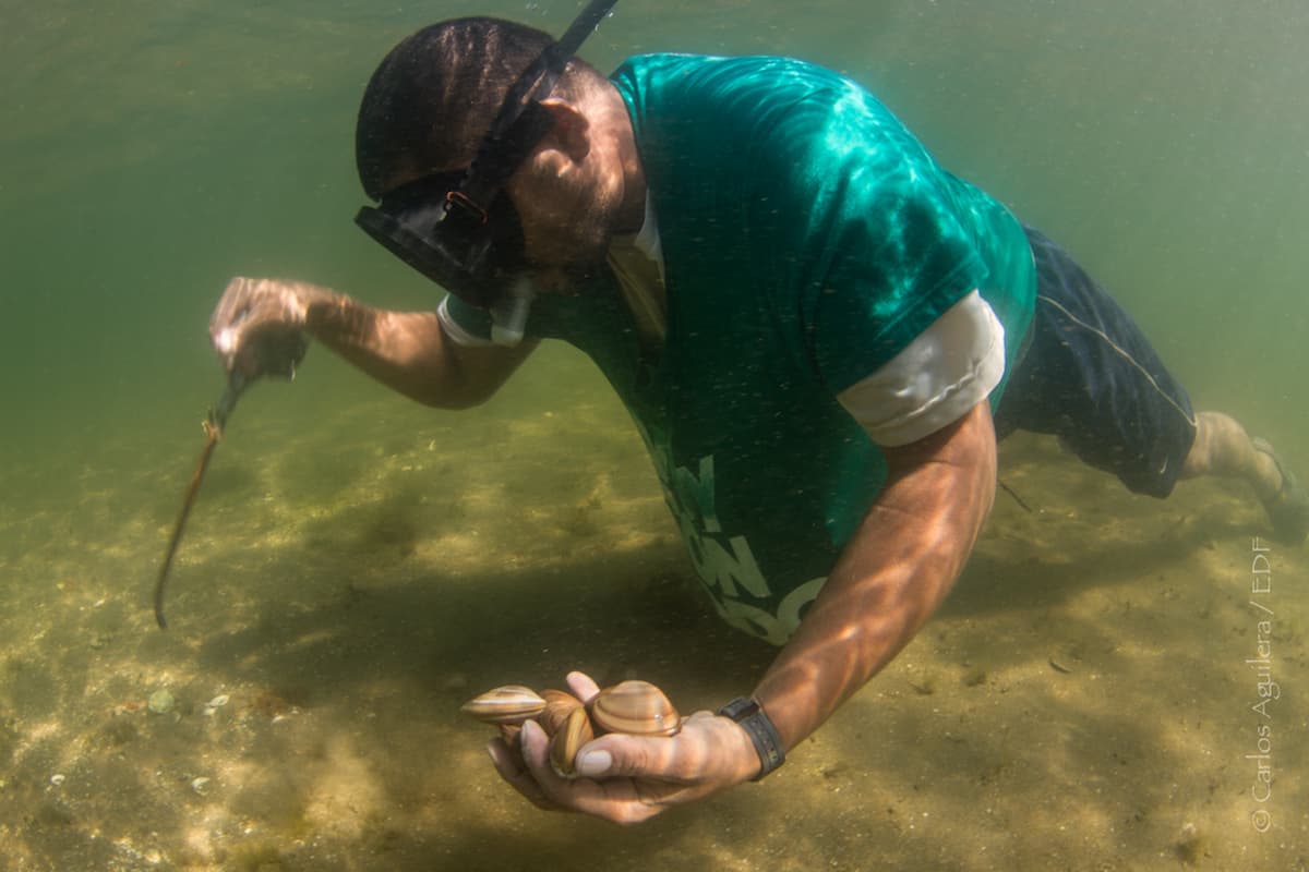 pesca almeja chocolata en México