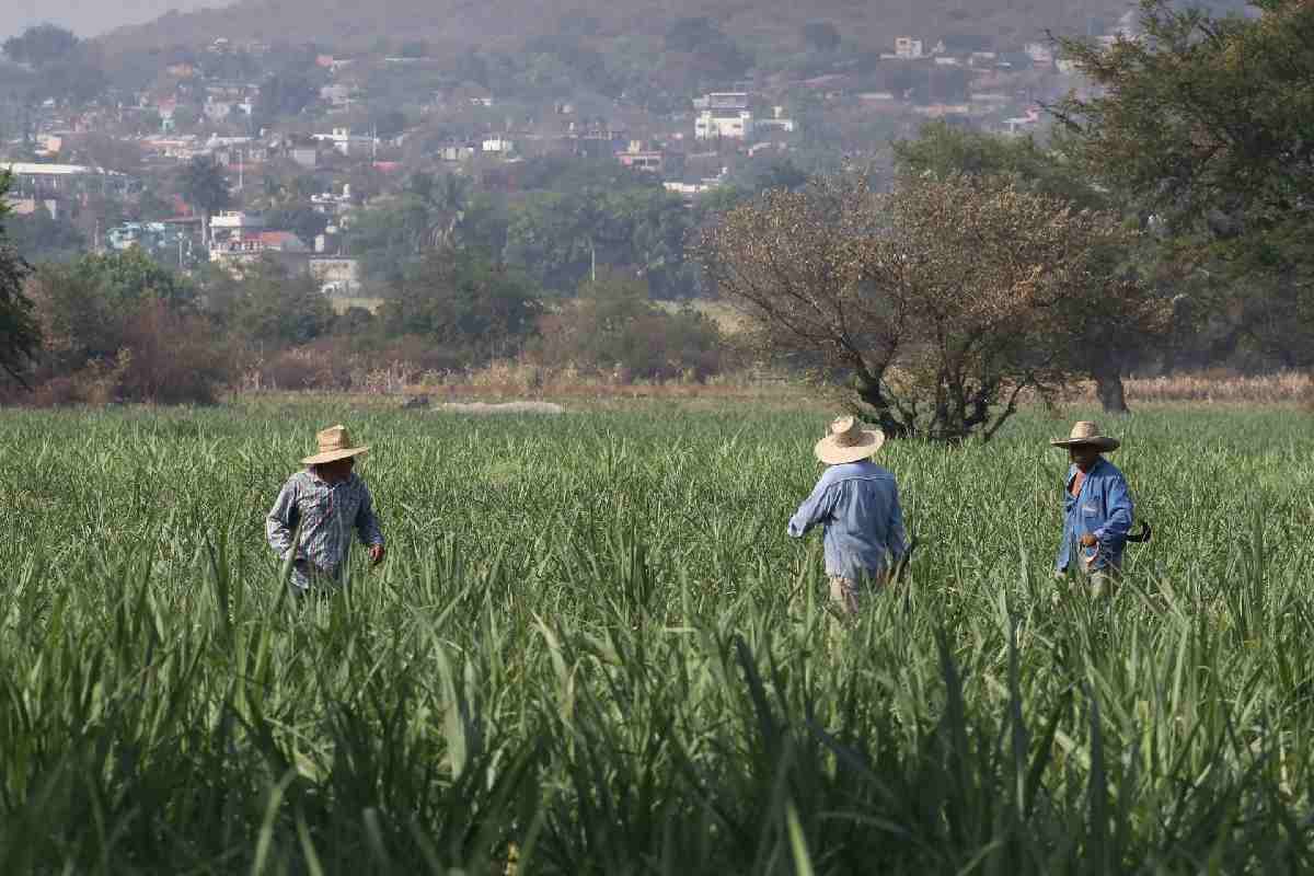 PIB de México cae 0.8% en el primer trimestre de 2026; retroceden las tres actividades económicas