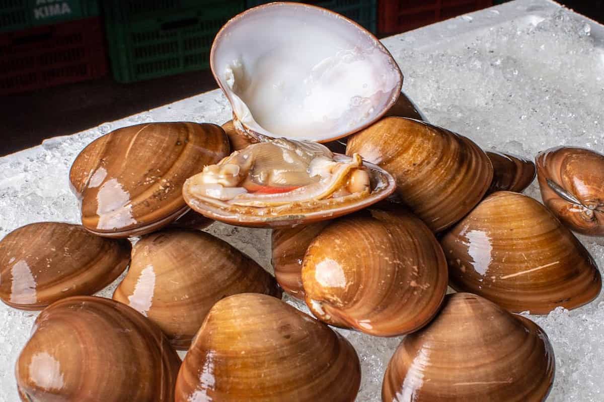 veda almeja chocolata