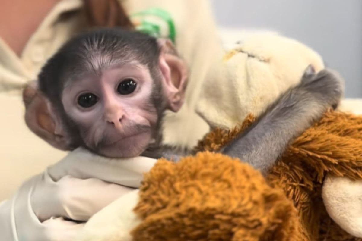 El "Punch mexicano": conoce al monito que recibe cuidados especiales en Guadalajara