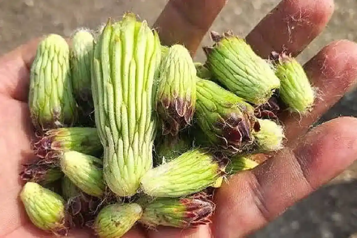 flores de cactus tetechas