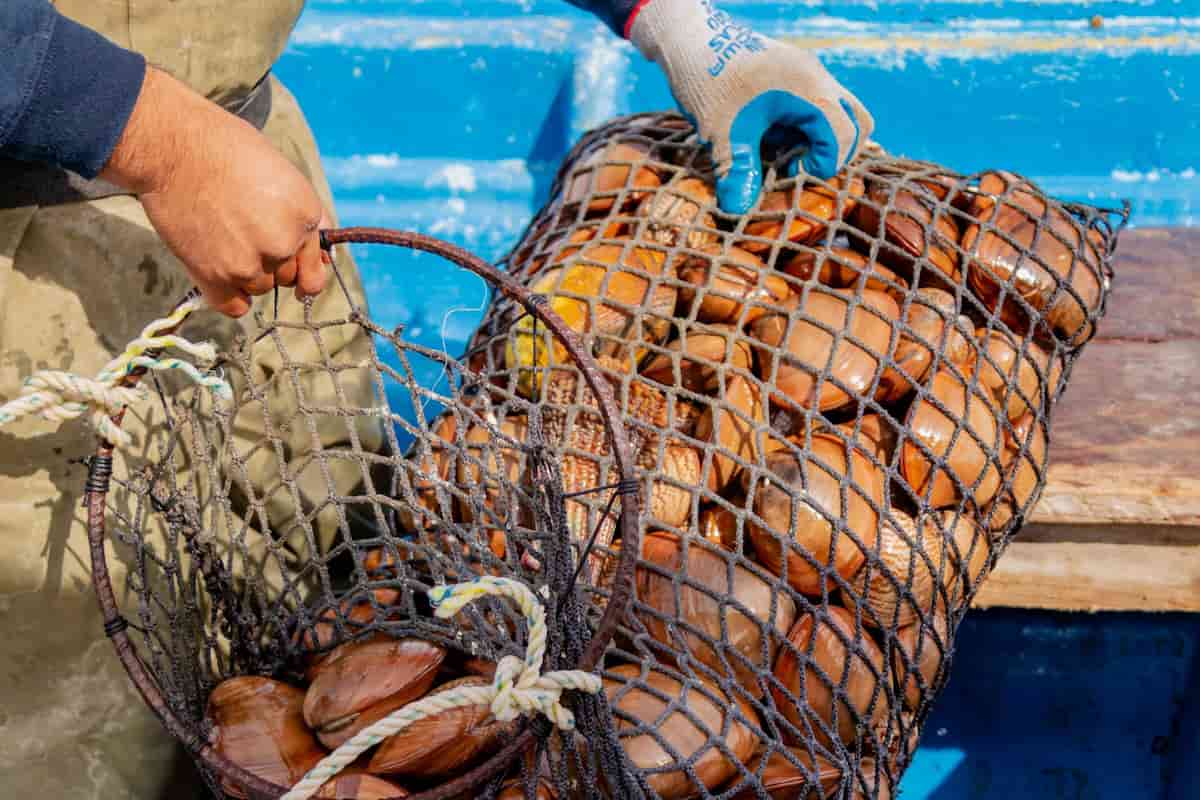 veda almeja chocolata