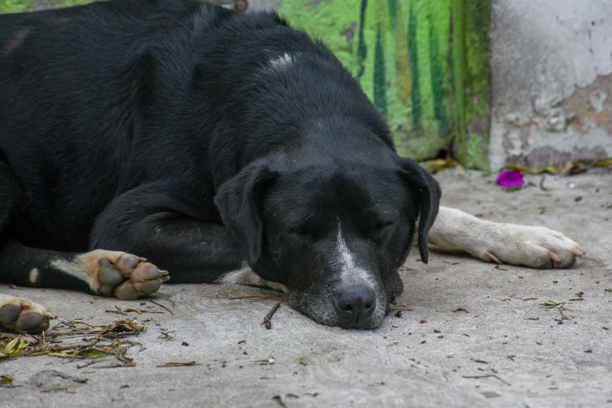 sacrifican perros tecamac edomex
