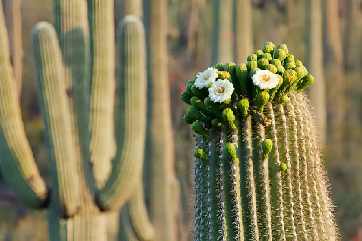 ¿Qué son las tetechas? El tesoro comestible del nopal y sus beneficios para la salud