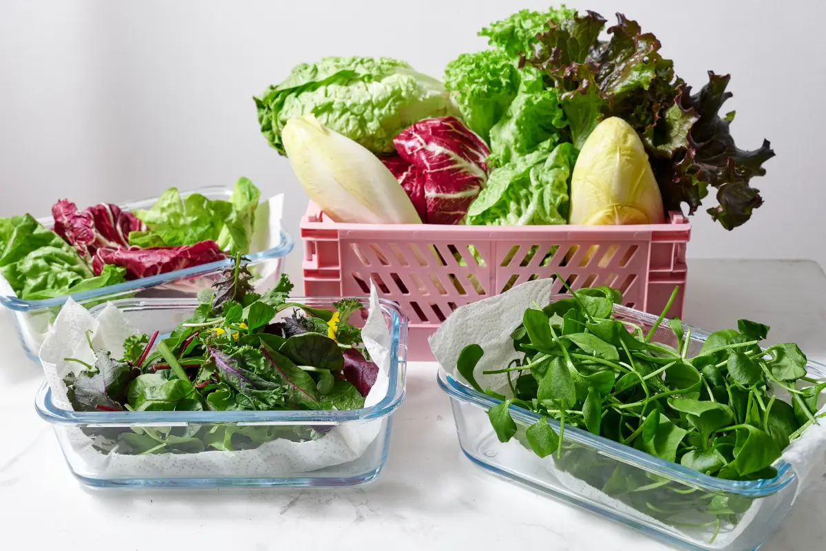 Tipos de lechuga: propiedades, usos y variedades más populares