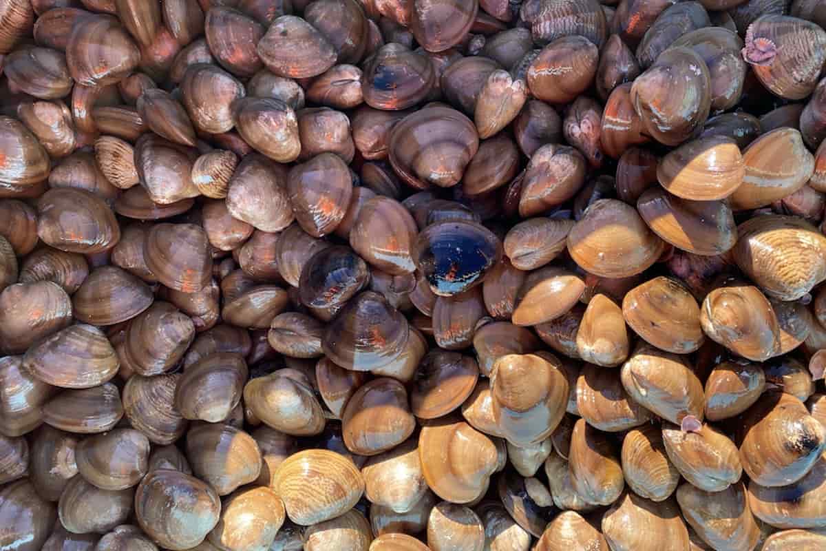 por qué la almeja chocolata está en la veda