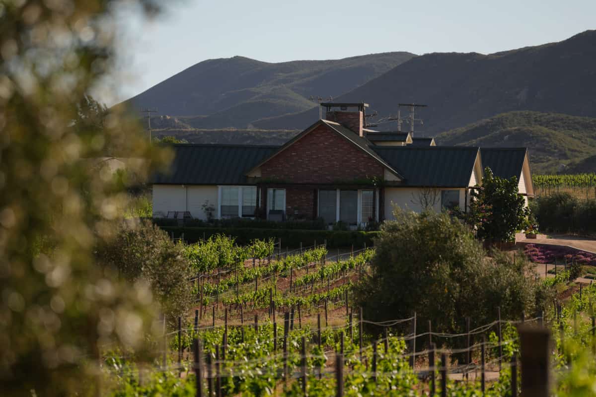 viñedos Baja California 