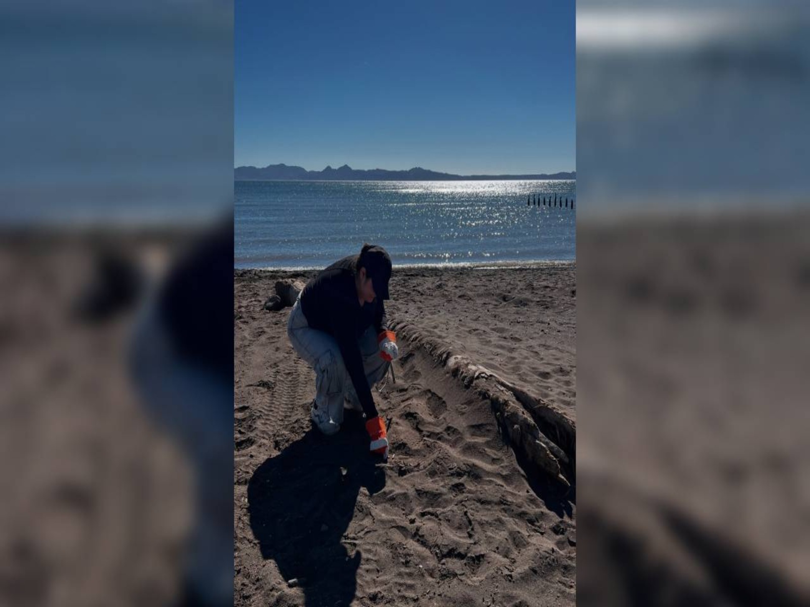 Asociaciones rechazan cruceros en Puerto de Loreto, Baja California Sur; “es amenaza a ballena azul"