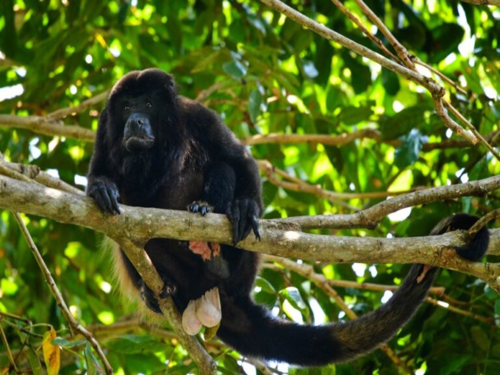Científicos rescatan y reintegran a monos aulladores en la selva veracruzana 