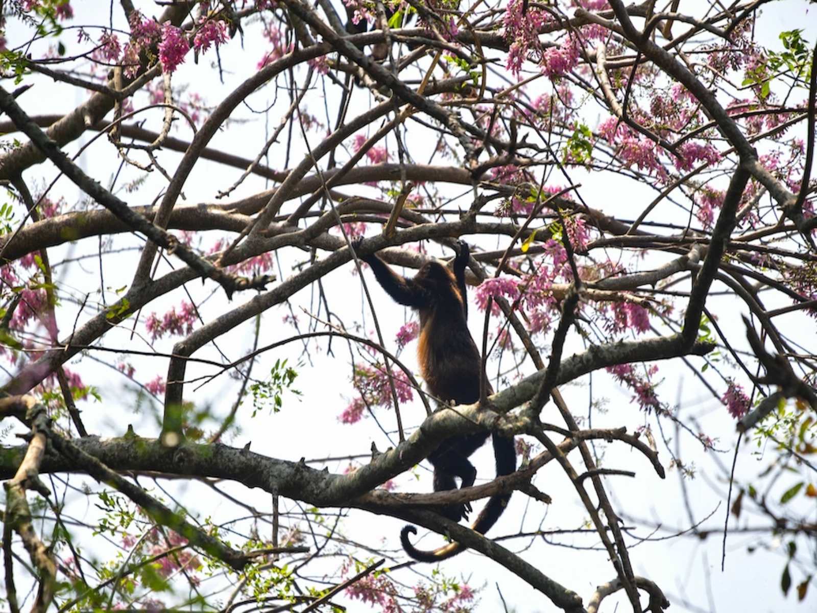 Científicos rescatan y reintegran a monos aulladores en la selva veracruzana 