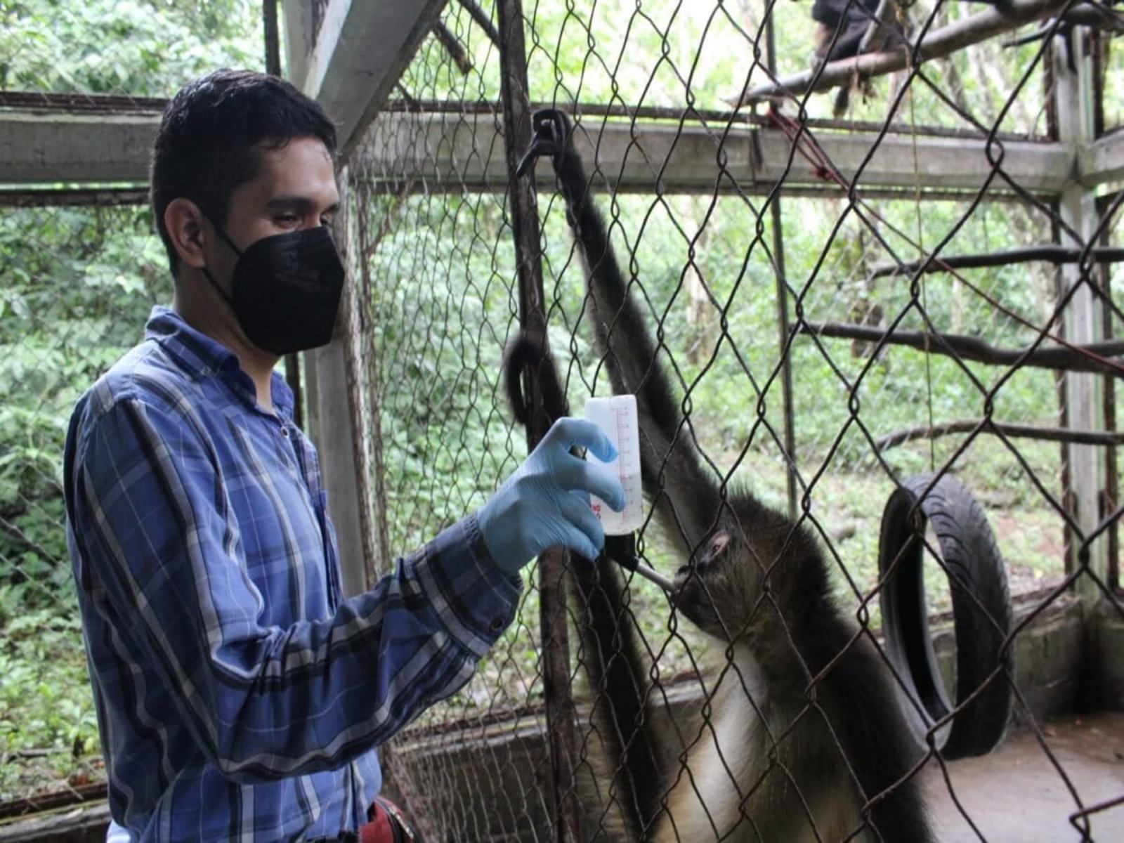 Científicos rescatan y reintegran a monos aulladores en la selva veracruzana 